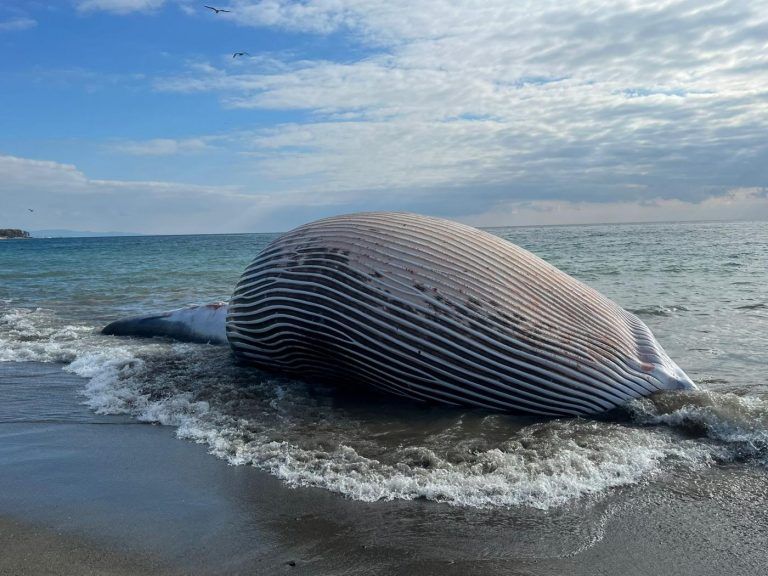 ESTEPONA La ingesta de plásticos, posible causa de la muerte de la ballena de Estepona