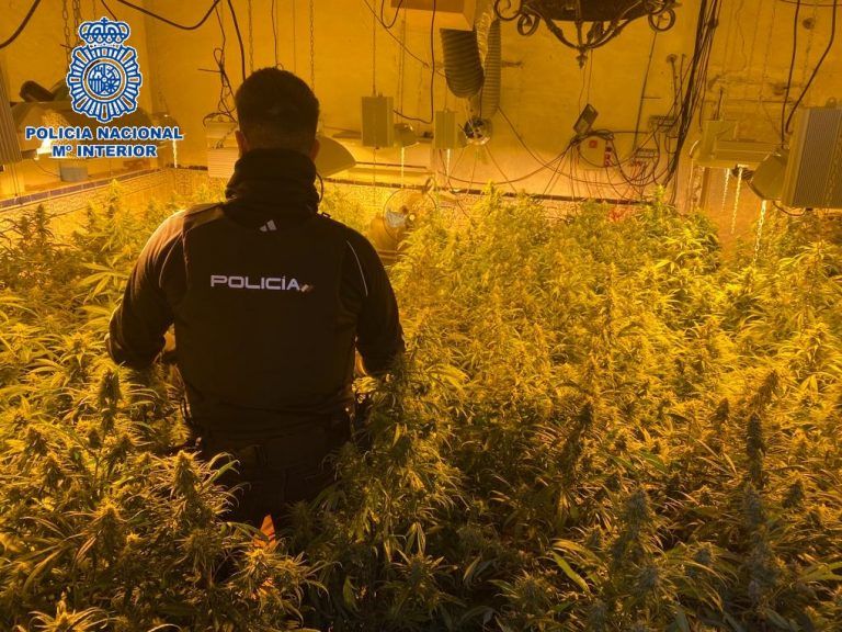 Desmantelada una organización criminal dedicada al tráfico de marihuana en Alameda