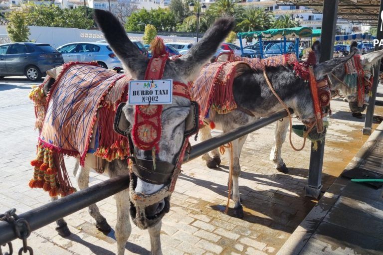 Denuncian el “maltrato crónico” a los burro-taxis de Mijas