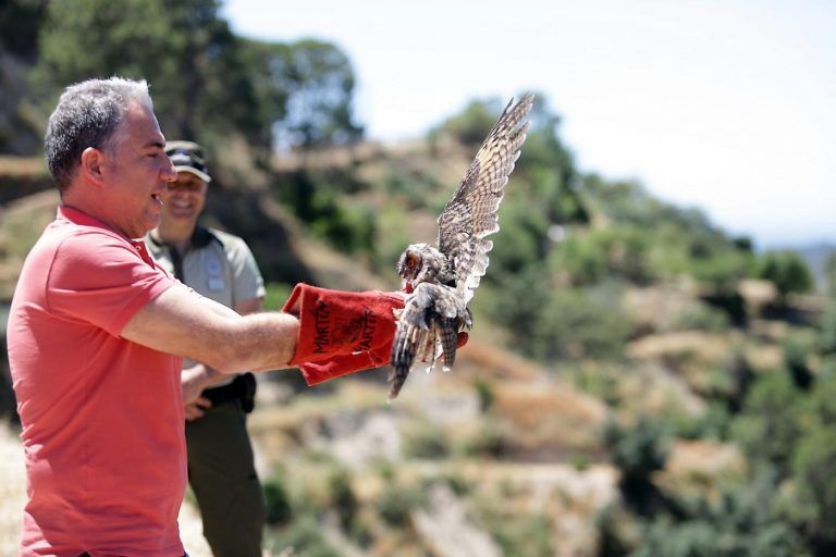 Nuevos inquilinos para la Sierra de las Nieves: liberados cinco buhos recuperados