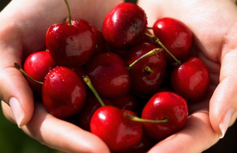 Alfarnate celebra este sábado el XV Día de la Cereza
