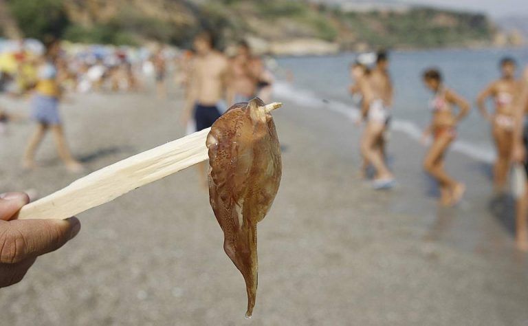 Las playas de Málaga en aviso amarillo por la presencia de medusas