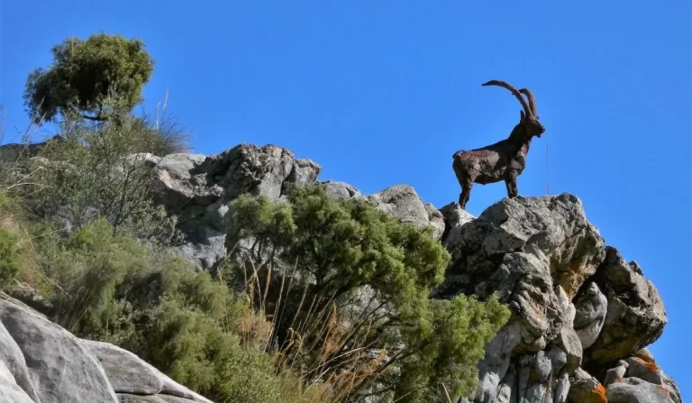 Sierra de las Nieves celebra el primer aniversario de su declaración como parque nacional