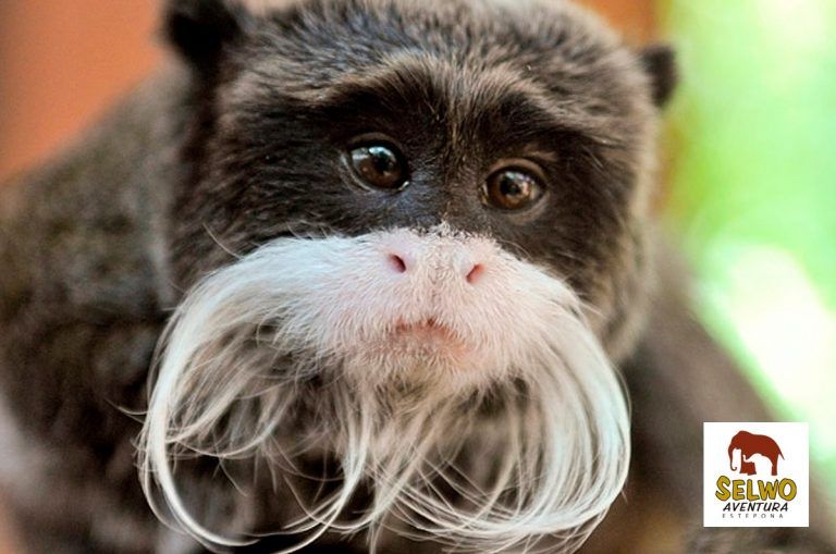 Gibones, macacos, monos ardilla y titís, protagonistas de Selwo Aventura y Marina en Día Internacional de los Primates
