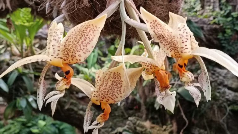 Florece por primera vez en el Parque Botánico-Orquidario de Estepona una orquídea con fragancia a chocolate blanco