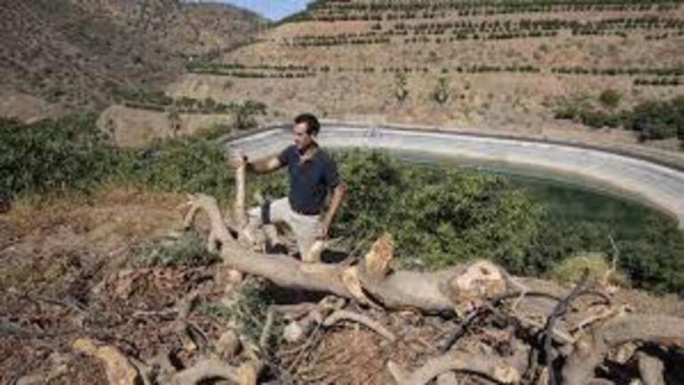 La factura de la sequía: sacrificio de aguacates y aceituna de mesa en riesgo