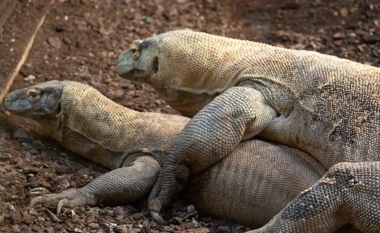 Ora, la hembra dragón de Komodo de Bioparc Fuengirola, realiza una puesta de doce huevos, fruto de la cópula con Reo