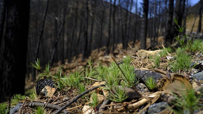 Sierra Bermeja se recupera un año después: investigación abierta y sin culpables