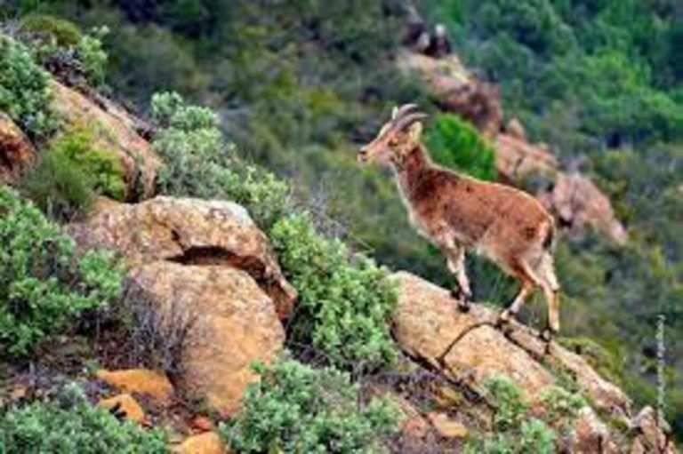 GRUNSBER impartirá talleres educativos sobre la fauna y flora de Sierra Bermeja
