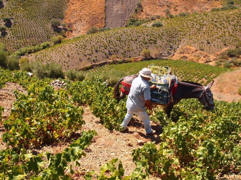 La vendimia echa a andar en la Axarquía con mejores perspectivas tras años de sequía