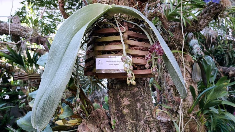 El Orquidario de Estepona acoge la floración de la ‘Oreja de Elefante’, una singular orquídea de Borneo que destaca por el gran tamaño de sus hojas