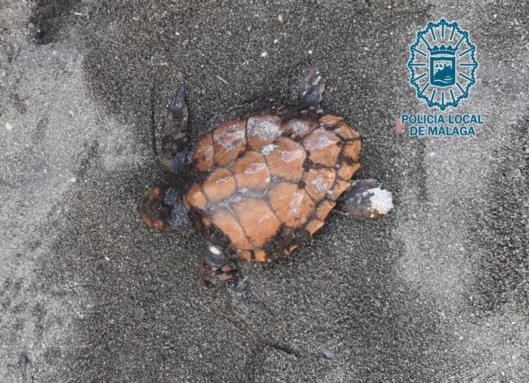 Rescatan y trasladan a un centro de recuperación a una ‘tortuga boba’ varada en Málaga