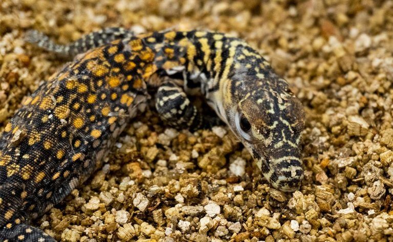 Nacen cinco crías de dragón de Komodo en BIOPARC Fuengirola