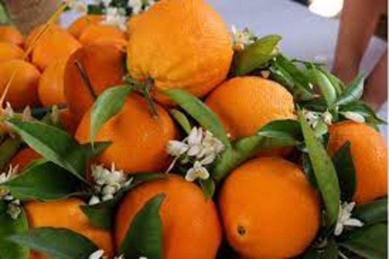 Coín prepara 4.000kg de naranjas para celebrar este domingo la XXV Fiesta de la Naranja