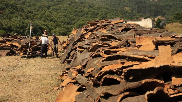 Comienza la campaña del corcho en Los Montes de Propios en Ronda