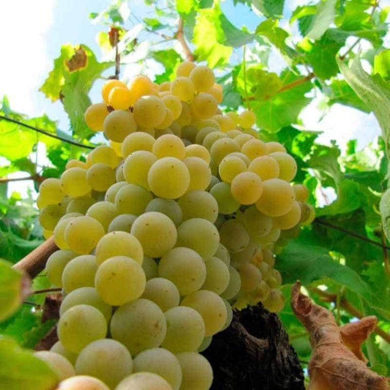 Descubre el sabor de la tierra en la ruta gastronómica de la Uva Moscatel en Iznate