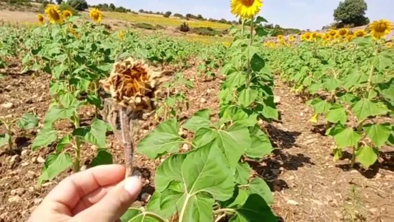 Este viernes en Benamargosa los agricultores convocan una movilización para pedir «soluciones urgentes» ante la sequía