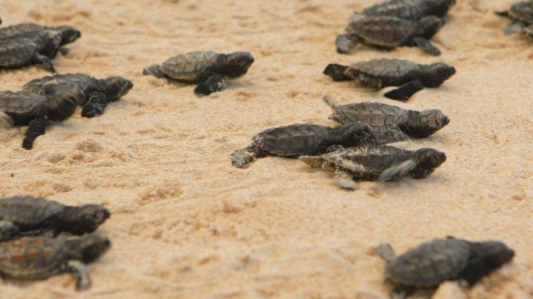 Soltarán en Málaga tortugas boba con dispositivos para seguir su migración