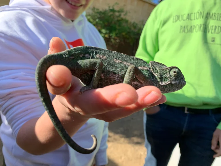 El programa de recuperación del camaleón logra este mes de septiembre la reintroducción de 14 ejemplares