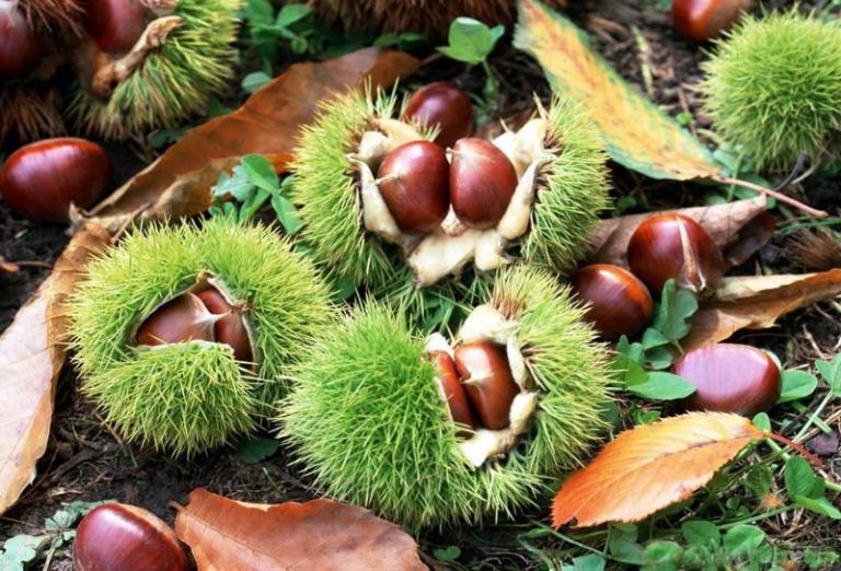 Asaja alerta de pérdida de más del 80% de la producción de castaña en el Valle del Genal por la falta de lluvia