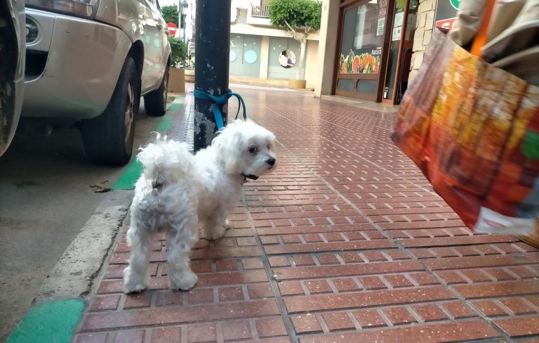 Desde hoy, no puede dejarse al perro atado en la calle mientras compramos