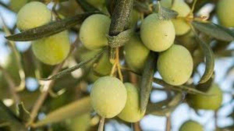 Inicio de la campaña de verdeo de la Aceituna Aloreña de Málaga con un 30% de reducción producida por la sequía