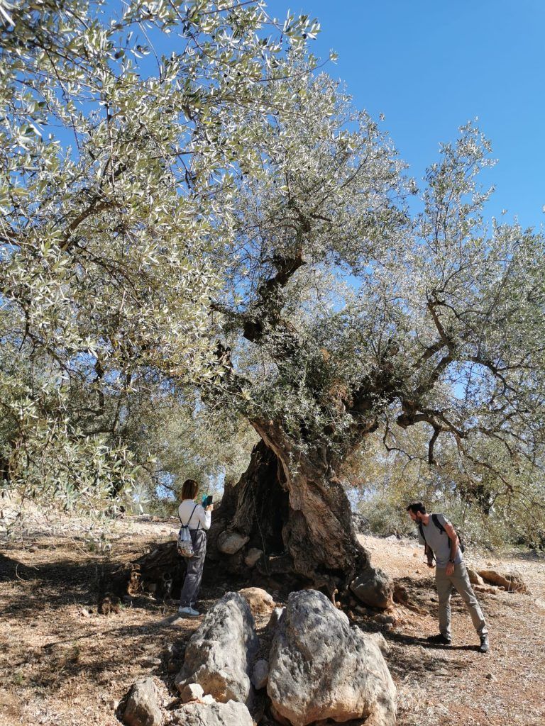 EL OLIVO, LAS ACEITUNAS Y EL ACEITE DE OLIVA EN AL-ANDALUS