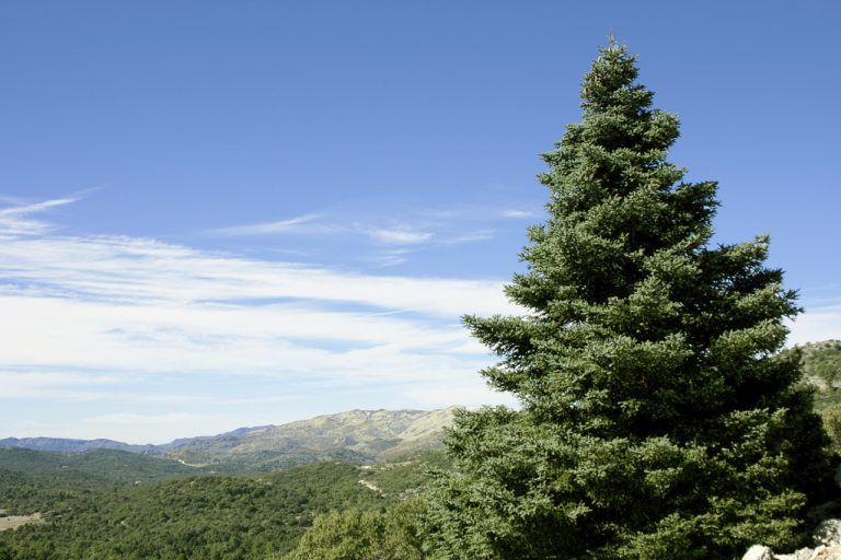 La recolecta de piña de pinsapo supera por primera vez los 1.500 kilos y favorecerá la recuperación de Sierra Bermeja