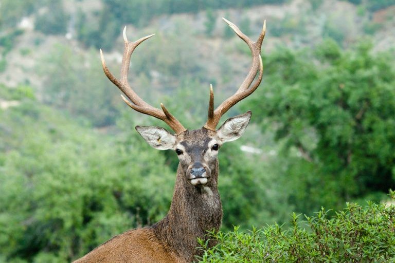 Cinco días para desalojar definitivamente la Eco Reserva de Ojén