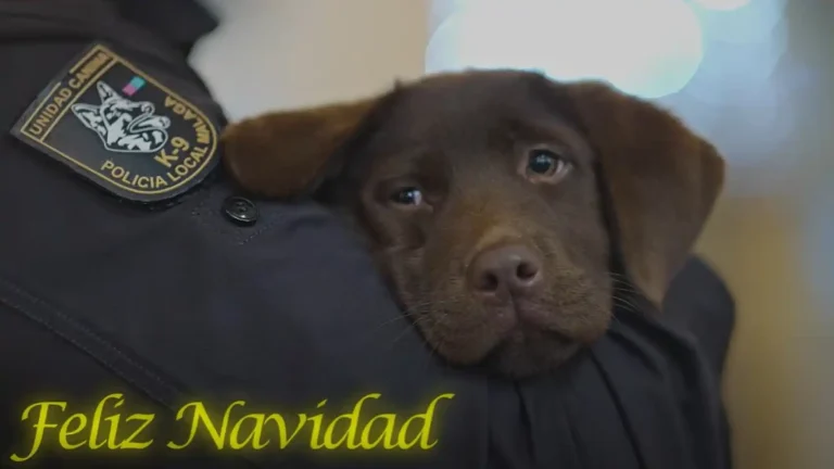 ‘Keta’, el cachorro de dos meses con el que la Policía Local felicita la Navidad en Málaga (Vídeo)