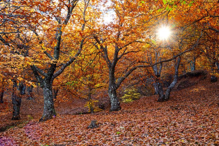 El Bosque de Cobre, oro turístico para los pueblos de la sierra malagueña