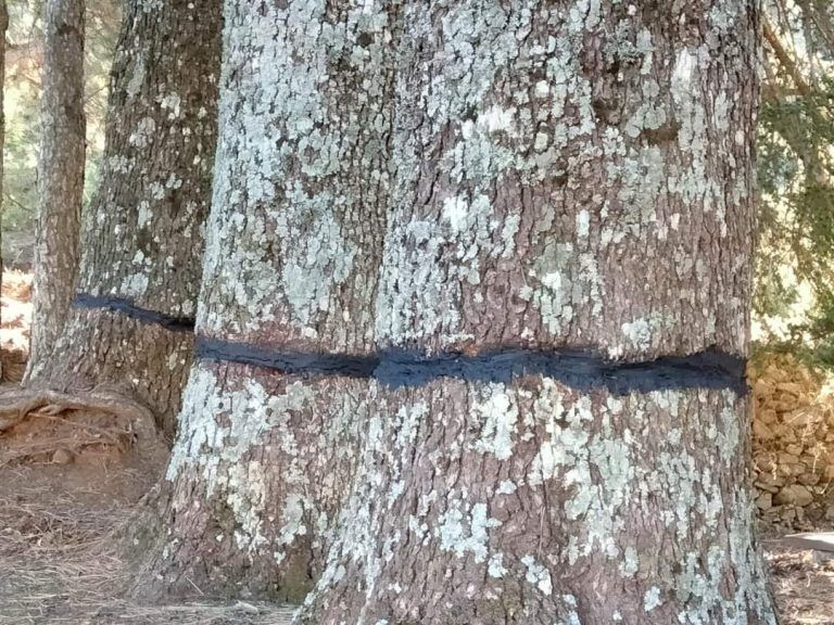 La Junta trabaja en la recuperación de casi 40 cedros atacados en la Serranía de Ronda