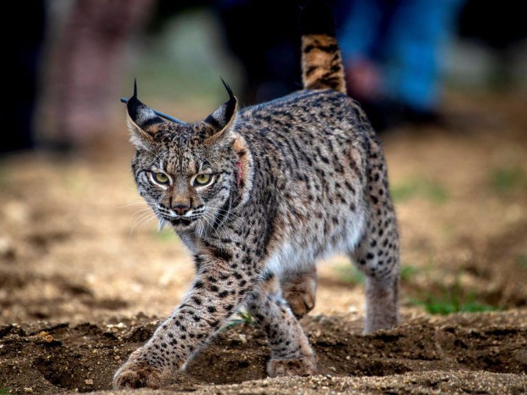 Linces ibéricos conquistan el Parque Nacional Sierra de las Nieves