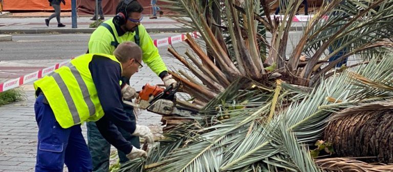 Muere un hombre tras caerle encima una palmera en Frigiliana