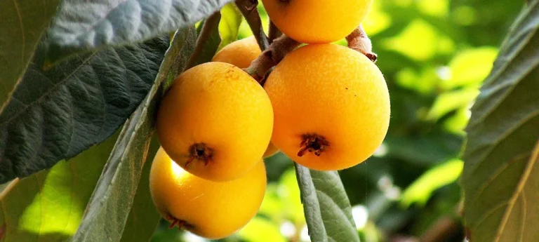 Sayalonga celebra este domingo la XXXVIII edición Día del Níspero