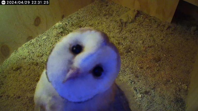 Olaf, el polluelo de lechuza reintroducido en Alpandeire, ya sale a cazar