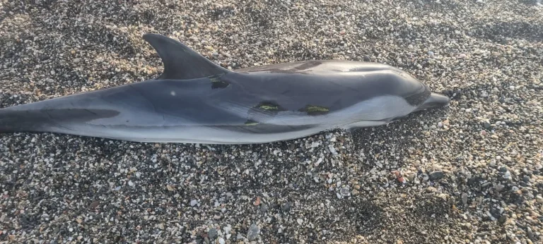 Aparece un delfín muerto en la playa de Torre del Mar