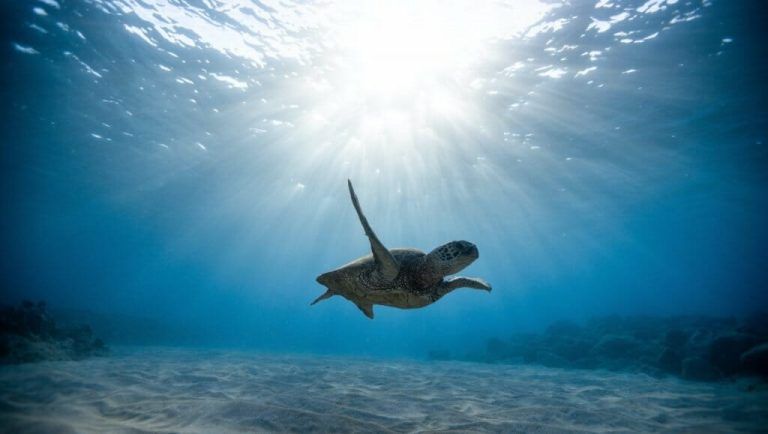 Las tortuguitas de mar volverán a casa este mes de julio en Marbella