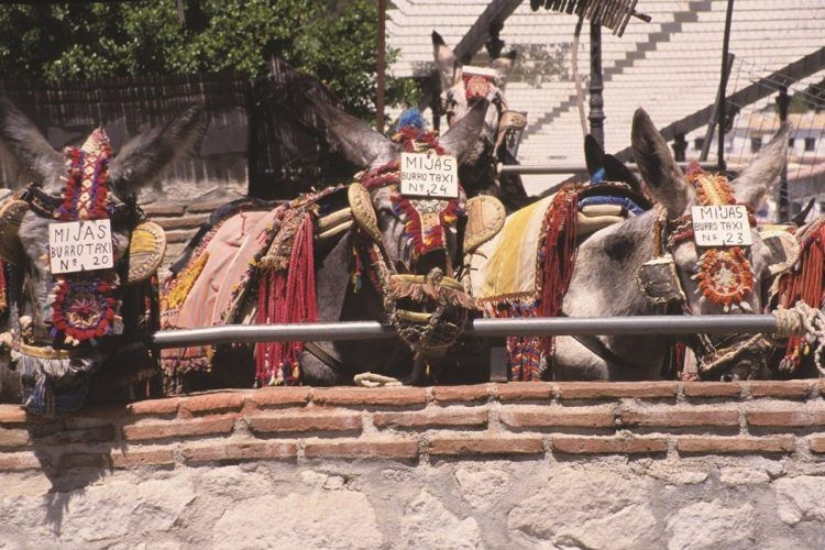 Un grupo de 80 personas se manifiestan en Mijas contra los burros taxi y piden el cese de su actividad