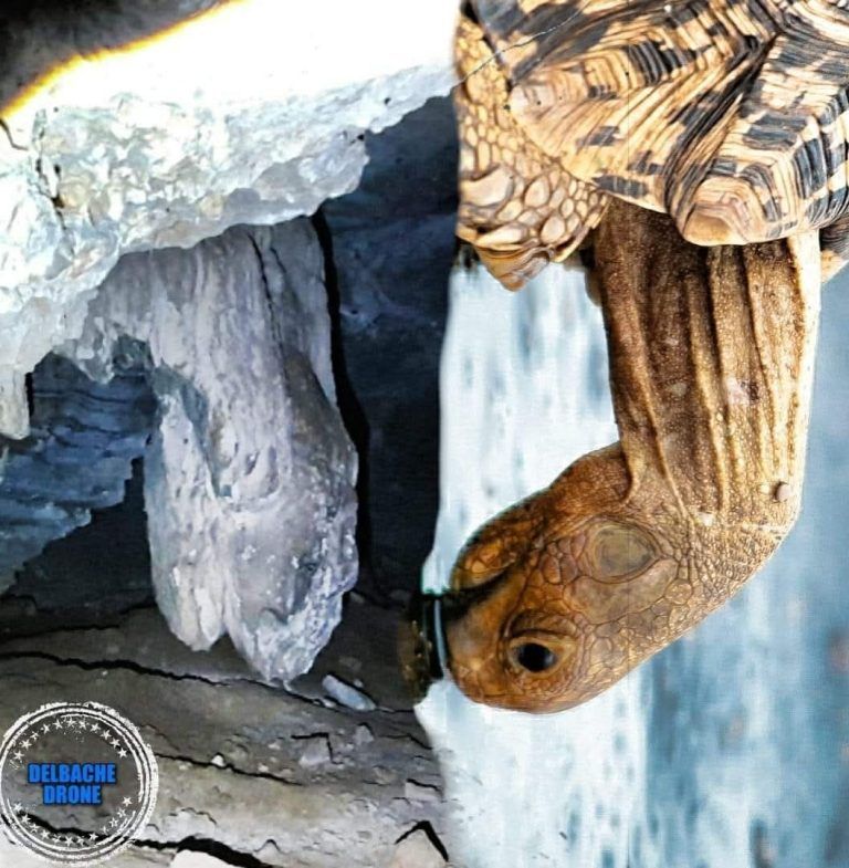 La Roca Cabeza de Tortuga: Un Enigma Natural en la Cueva de la Paría