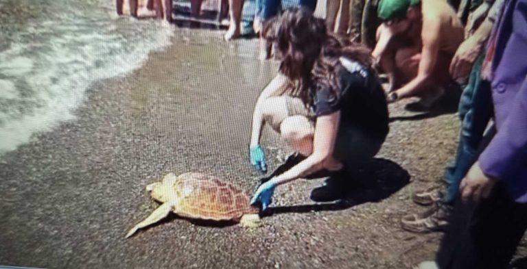 La Junta suelta en Playamar dos tortugas boba rescatadas en las provincias de Cádiz y Almería