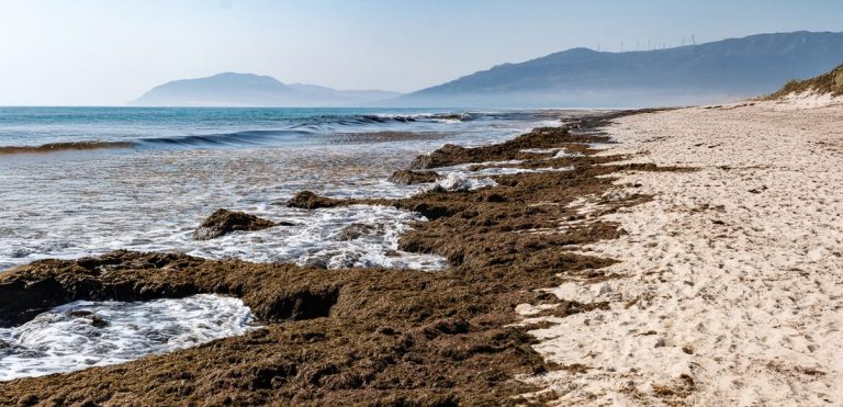 Andalucía activa un plan contra el alga invasora Rugulopterix okamurae para proteger su litoral