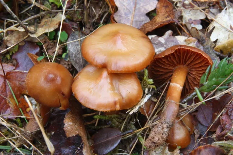 XV Jornadas Micológicas de Monda