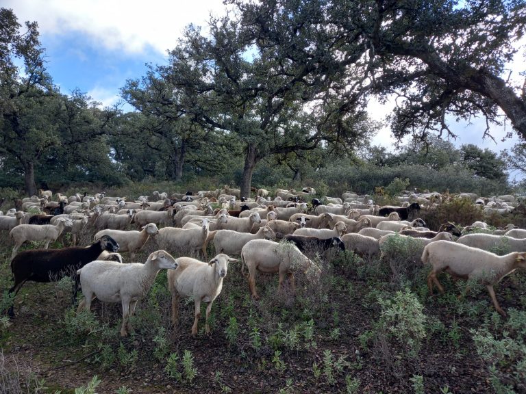 La Junta auxilia a más de cien explotaciones ganaderas de la Serranía de Ronda afectadas por la lengua azul