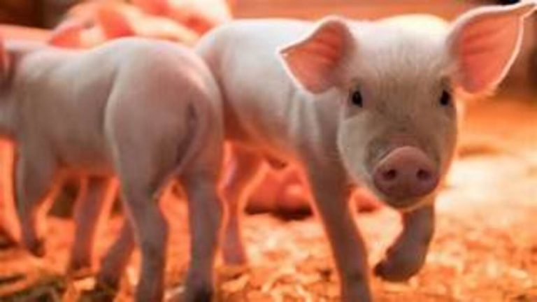 La peste porcina africana provoca un bloqueo global a la carne española: más de una veintena de países imponen vetos