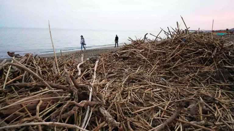 Las borrascas colapsan las playas de la Costa del Sol con toneladas de cañas arrastradas por los ríos