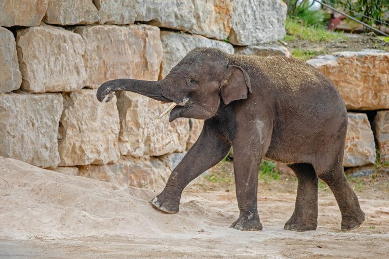 Hope, un elefante asiático de 1.500 kilos, nuevo habitante del Selwo Aventura de Estepona