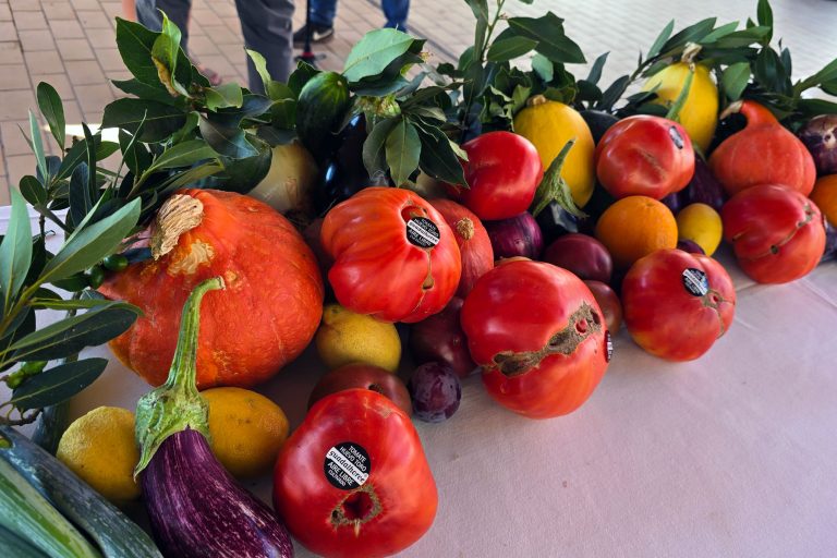 El Tomate Huevo Toro inicia su campaña 2026 con buenas previsiones de producción en el Guadalhorce
