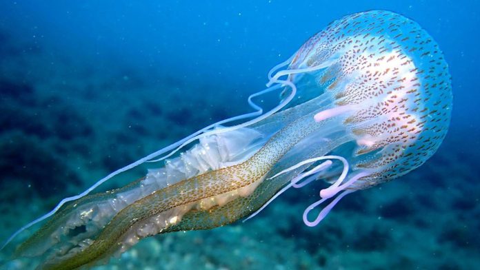 Medusaa.jpg