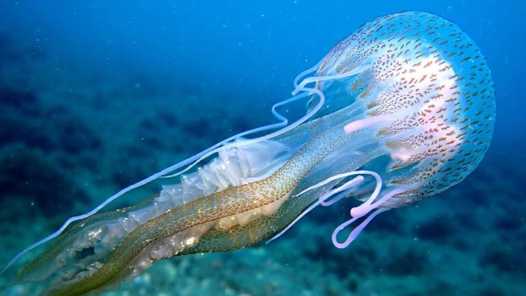 Málaga se adelanta a las medusas con un sistema inteligente de predicción para sus playas